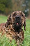 FILA BRASILEIRO 219